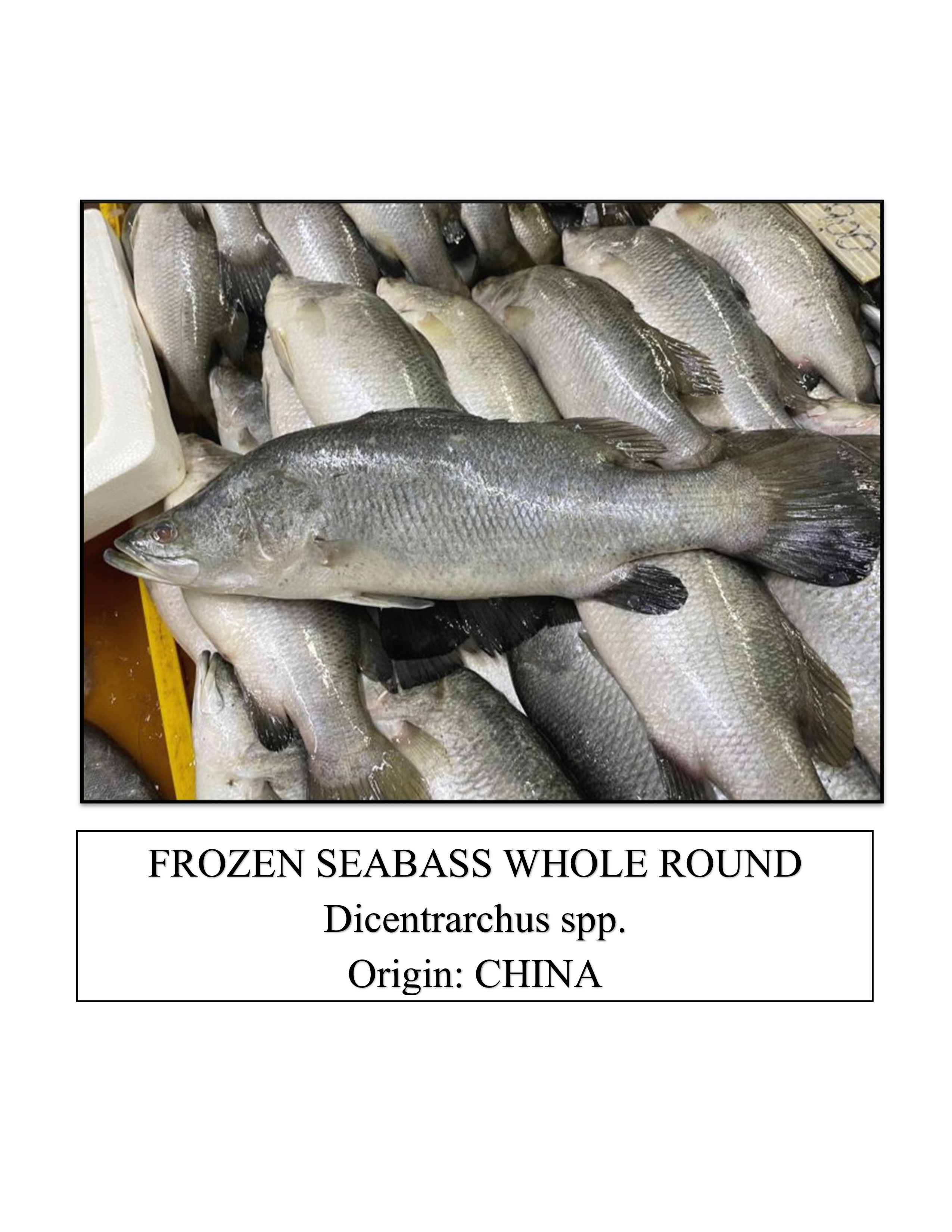 Frozen Seabass Whole Round